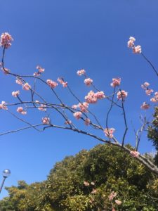 春よ来たっ？