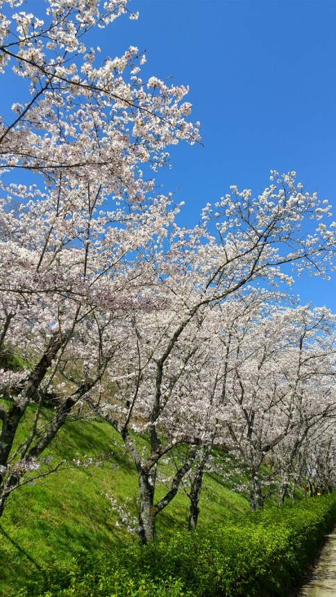 春を探しに・・・3